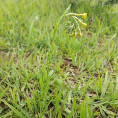 Lithospermum strictum