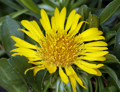 Grindelia stricta stricta