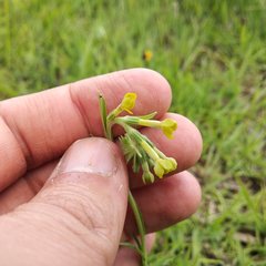 Lithospermum strictum