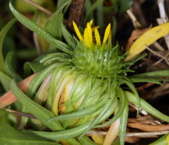 Grindelia stricta stricta