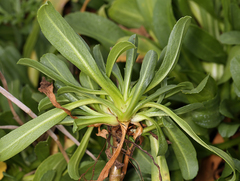Grindelia stricta stricta