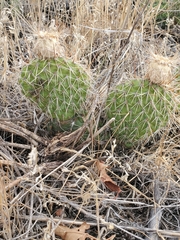 Opuntia polyacantha