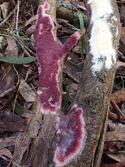 Ceriporia purpurea