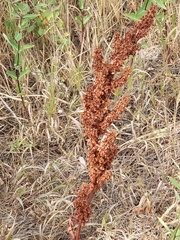 Rumex