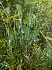 Andromeda polifolia latifolia