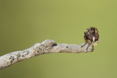 Hadrokolos texanus