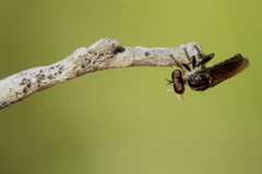Hadrokolos texanus