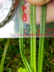 Carex debilis rudgei