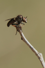Hadrokolos texanus