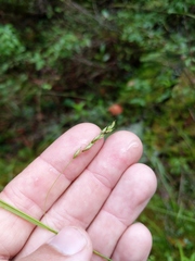 Carex debilis rudgei