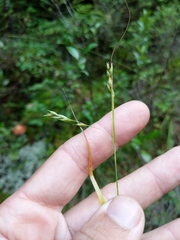 Carex debilis rudgei