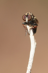 Hadrokolos texanus
