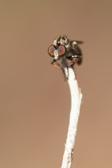 Hadrokolos texanus
