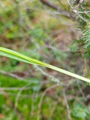 Carex debilis rudgei