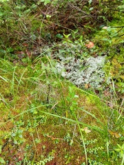 Carex debilis rudgei