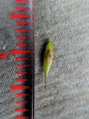 Carex debilis rudgei