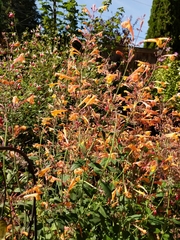Agastache aurantiaca