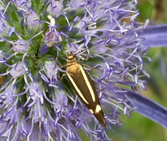 Scythris punctivittella