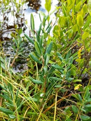 Andromeda polifolia latifolia