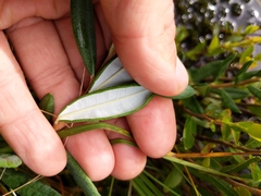 Andromeda polifolia latifolia