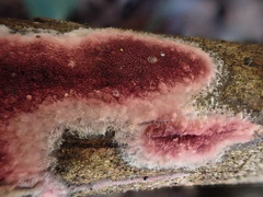 Ceriporia purpurea