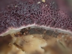 Ceriporia purpurea