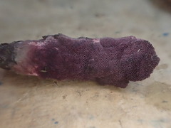 Ceriporia purpurea