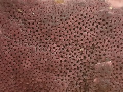 Ceriporia purpurea