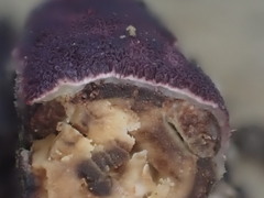 Ceriporia purpurea