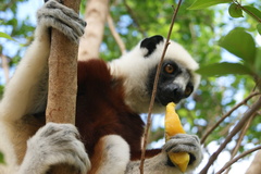 Propithecus coquereli