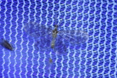 Dilaridae