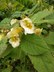 Impatiens scabrida