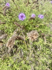 Glandularia lilacina