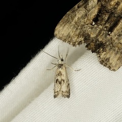 Microcrambus minor