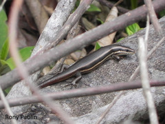 Aspronema dorsivittatum
