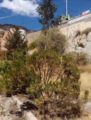 Baccharis boliviensis