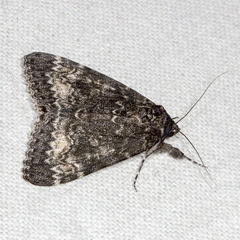 Catocala briseis