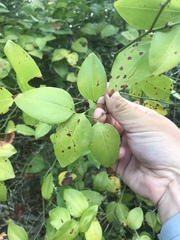 Smilax smallii