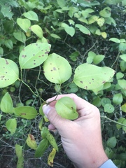 Smilax smallii