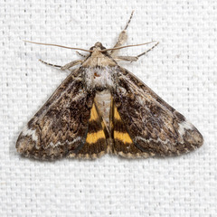 Catocala minuta