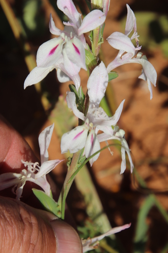 Image of Lapeirousia divaricata by (c) Tony Rebelo, some rights reserved (CC BY-SA)