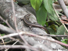 Aspronema dorsivittatum