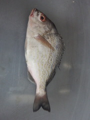 Orthopristis chalcea