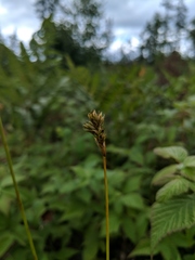 Carex adusta