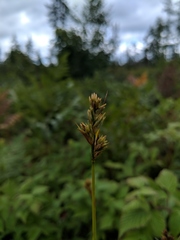 Carex adusta