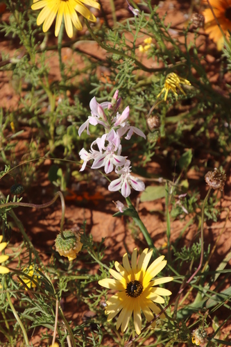 Image of Lapeirousia divaricata by (c) Tony Rebelo, some rights reserved (CC BY-SA)