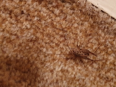 Pleioplectron simplex