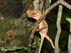 Enyalius iheringii