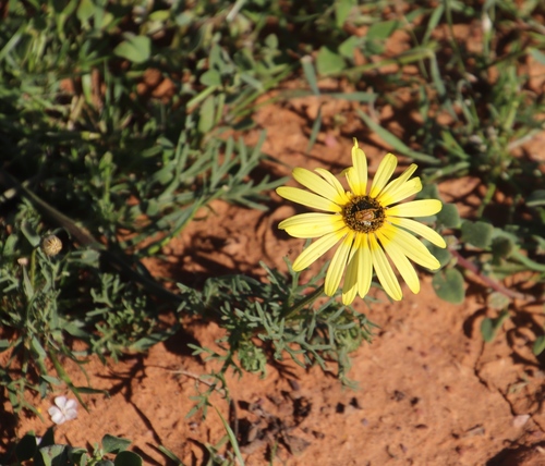 Image of Ursinia cakilefolia by (c) Tony Rebelo, some rights reserved (CC BY-SA)