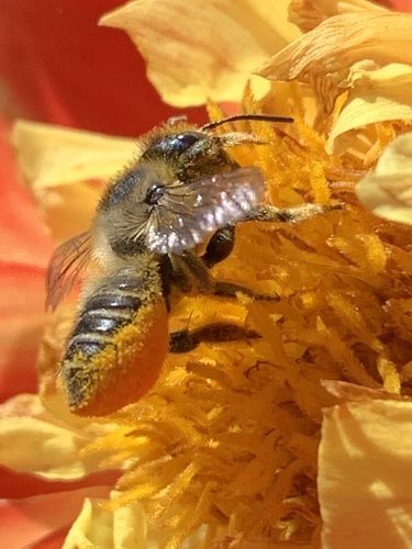 Western Leafcutter Bee photo 4